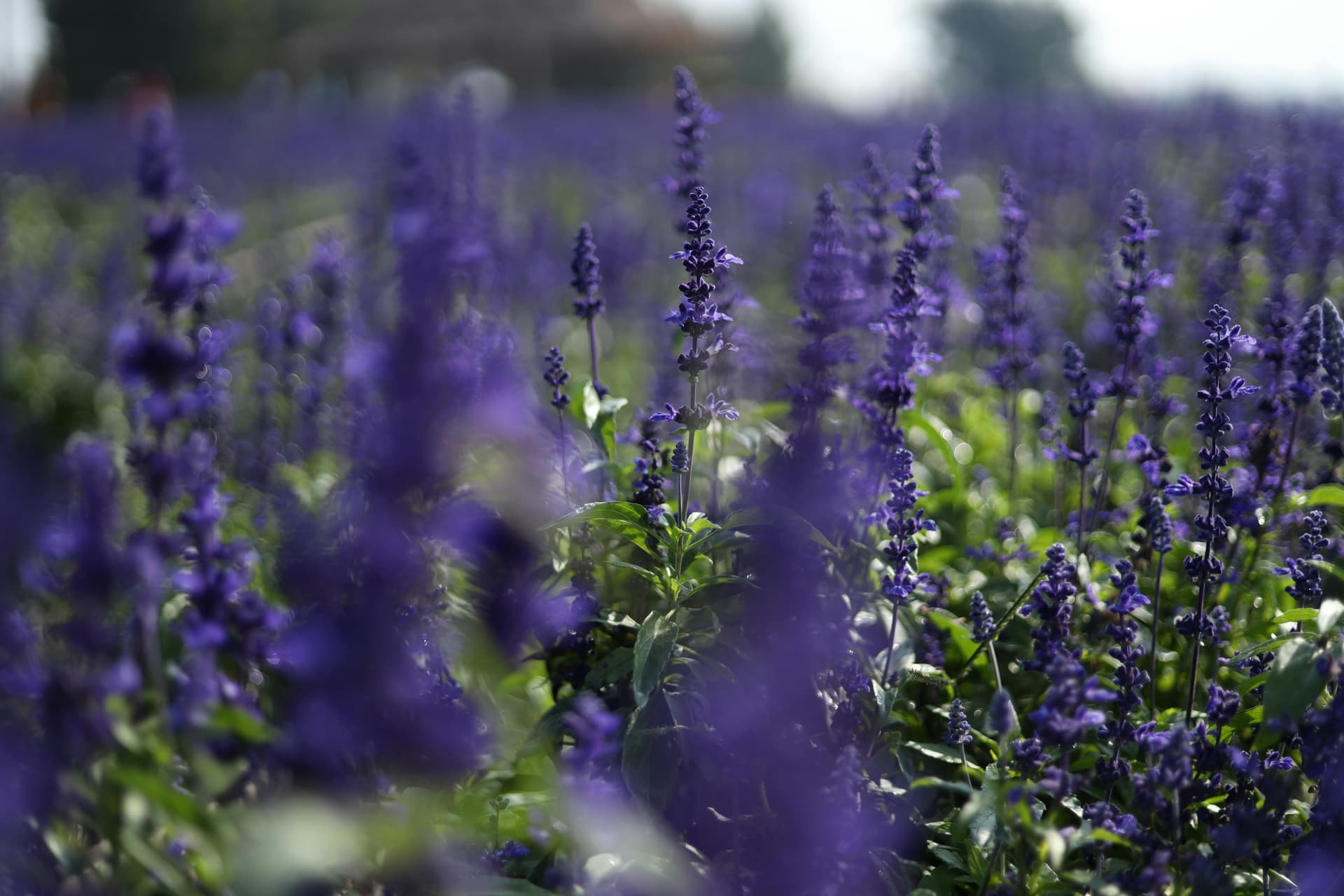 Provence Lavender Season: When to Go and Where to Find the Best Fields